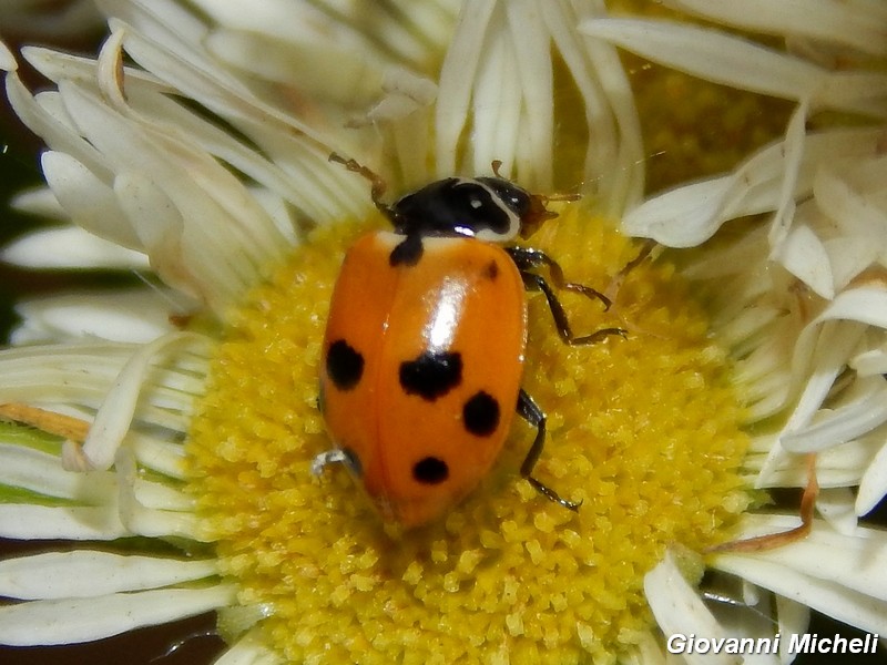 Hippodamia variegata, Coccinellidae
